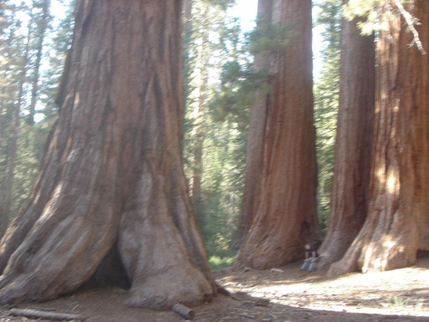 Sekwoje z Yosemite