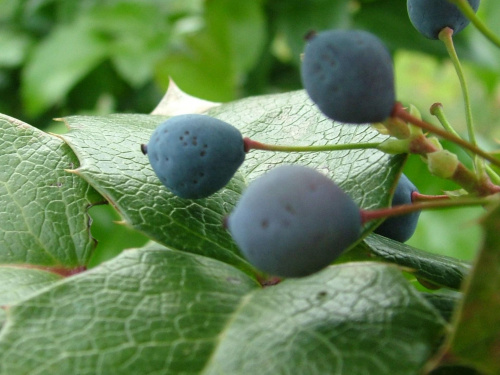 mahonia #kwiaty