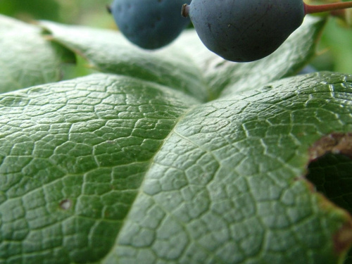 mahonia #kwiaty