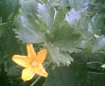 warzywa- kwiaty #ogórek #KwitnaceKwiaty