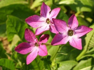 Tytoń oskrzydlony (Nicotiana alata) #rośliny