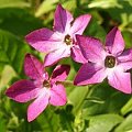 Tytoń oskrzydlony (Nicotiana alata) #rośliny