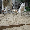 Ruda i Cerber :)