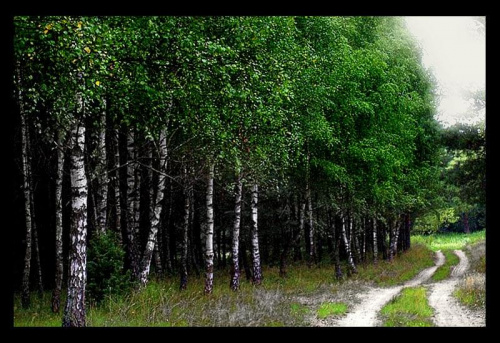 droga do lasu - Brzozie Lubawskie