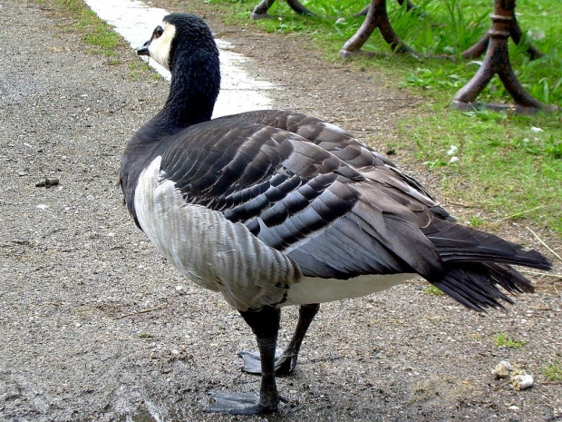 nie całkiem od frontu :) #zoo #zwierzęta #zwierzaki