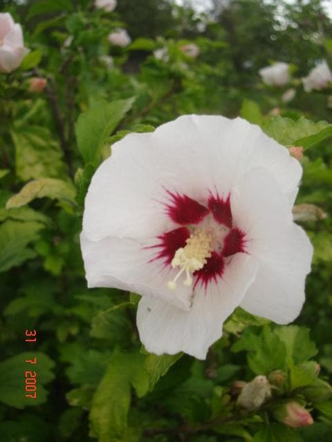 róża chińska - hibiskus