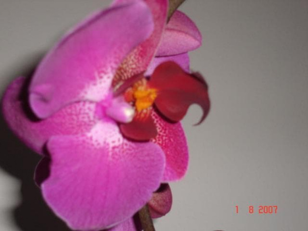 orchidea