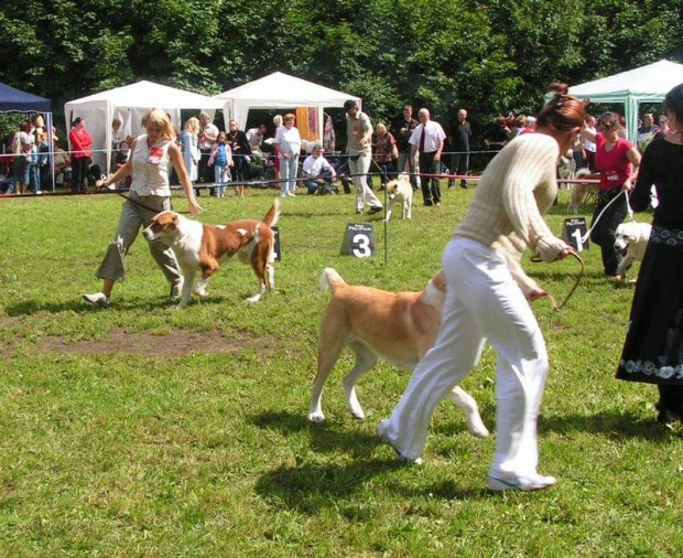 CAO PORÓWNANIE SUKI CACIB