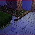 Skunks jak się puźniej okazało twórcy gry zrobili go z kota. :D Hahaha... #Sims2 #Zwierzaki