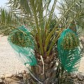 Betania nad Jordanem, palma daktylowa (Jordania)
