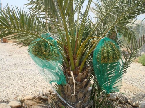 Betania nad Jordanem, palma daktylowa (Jordania)