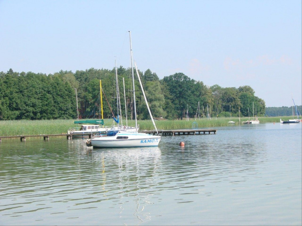 Niesulice