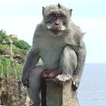 Indonezja, Bali, Półwysep Bukit Badung, Uluwatu - przy świątyni Pura Luthur Uluwatu roi się od małp #Azja #Bali #Indonezja