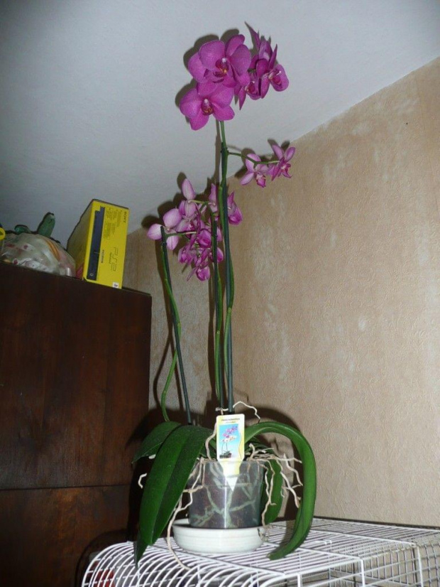phalaenopsis(orchidee)