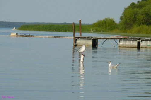 Jezioro Roś #JezioroRoś #Pisz #Mazury #Remes #RowerWodny