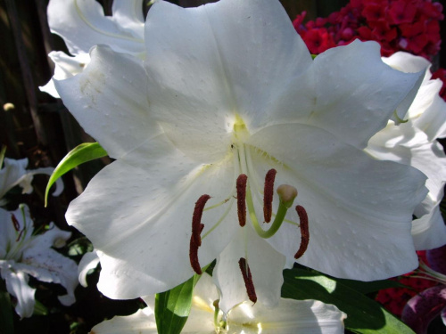 lilie #kwiatki #lilie #ogrod #ogrody #Casablanka #lato