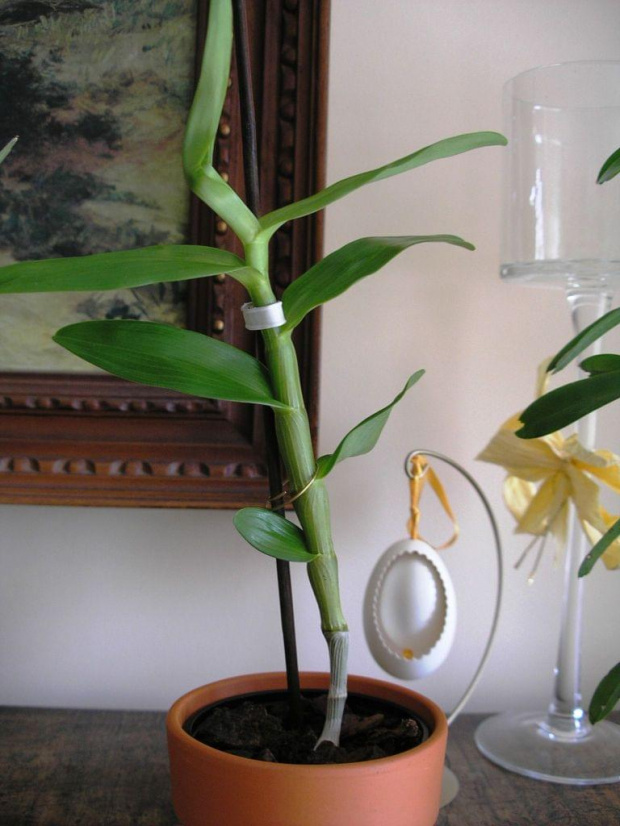 Dendrobium nobile #kwiaty #orchidea #storczyki