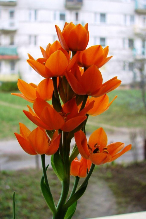 Śniadek - Ornithogalum dubium #kwiaty #śniadek