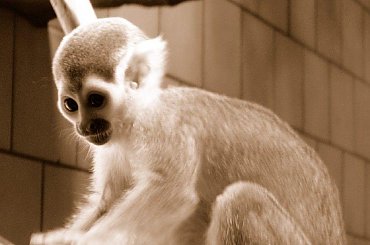 #zwierzęta #małpa #małpka