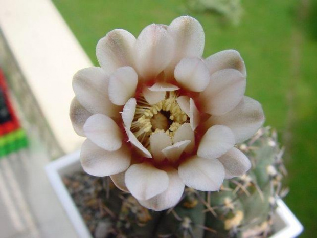 Gynocalycium quehlianum