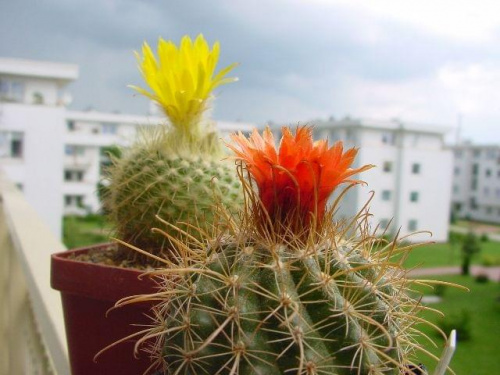 Parodia