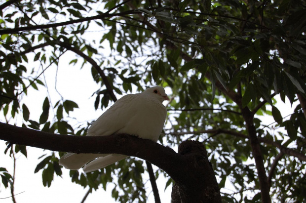 dzikie fotki #egzotyka #safari #japonia