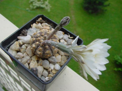 Gymnocalycium ragonesei