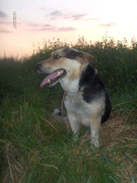 Pika na tle zachodzącego słońca... - spacerek z 12 czerwca 2007r. #pies #Pika #kundelek #spacer #ZachódSłońca