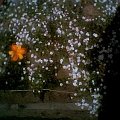 liliowiec , kwiat 6, ostatni, na tle gipsówki #skalniak #rabata #PrzyDomu #PrzyUlicy