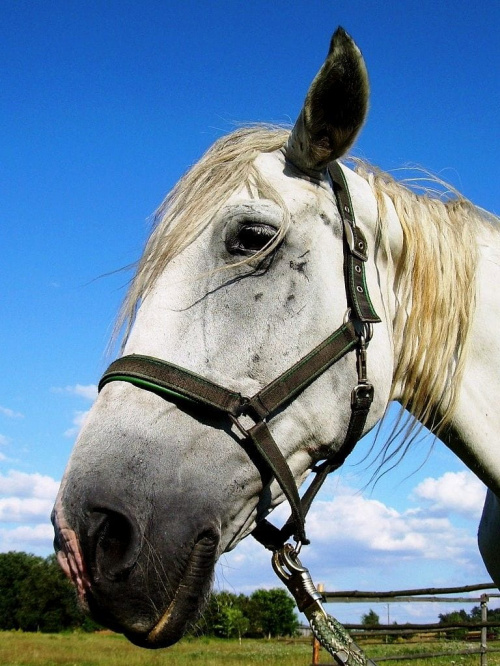 #koń #konie