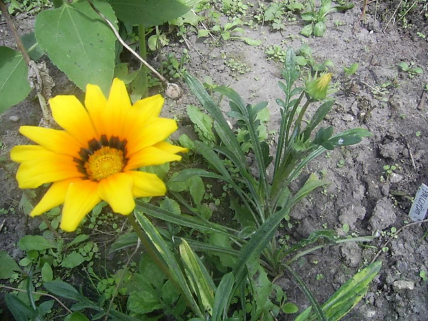 8.08.07 zakwitla gazania