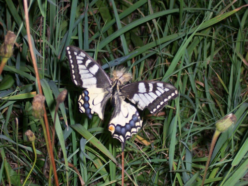 Co w trawie piszczy...? #motyle #zwierzęta