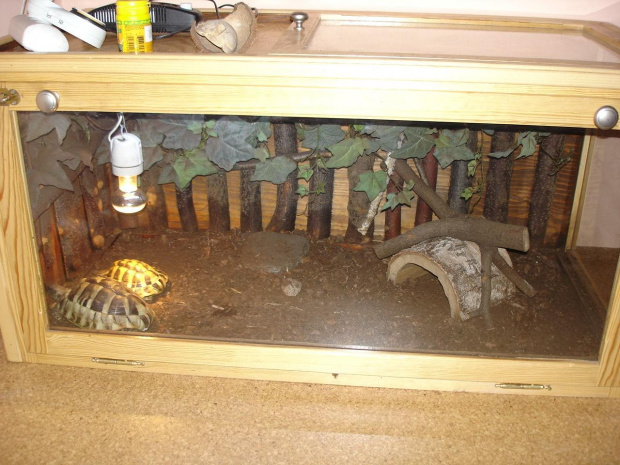 terrarium moich żółwi greckich #terrarium #ŻółwGrecki
