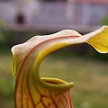 Sarracenia