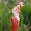 Sarracenia