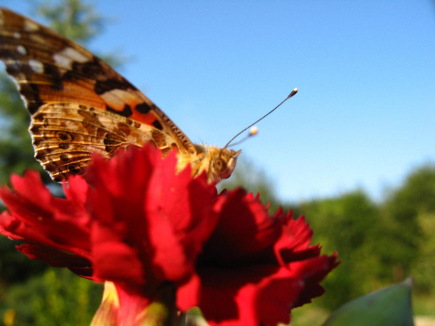 motyl w ogrodzie