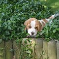 Bianka #psy #beagle #bianka