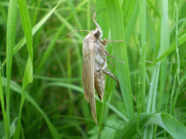 10. Rolnica tasiemka - Noctua pronuba . Data : 09.08.2007. Miejsce : nad rzeką Obra . Miejscowość : Talary .