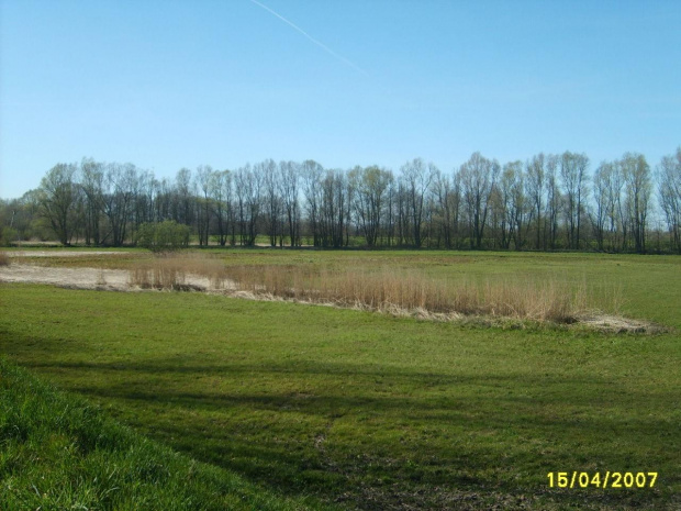 Tak wygląda łąka podczas pory suchej