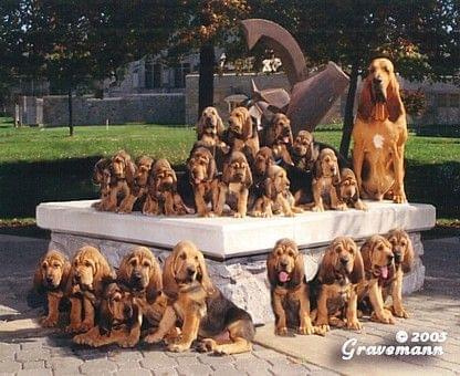 Bloodhound poopys