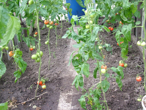 pomidorki szklarniowe w toku dojrzewania #warzywa