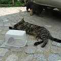 14.08.07 kot znosi atrakcje dla psa - nakryłam pudełkiem - mysz uciekła później ;)