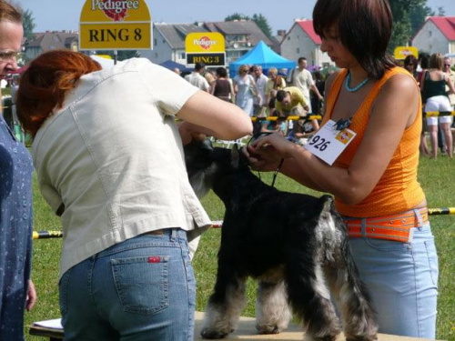 Sopot 2007 #WystawyPsów