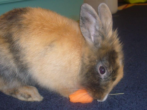 #królik #króliki