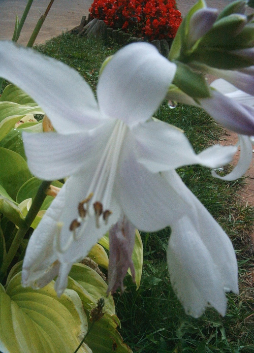 ...::biały kwiatek::...