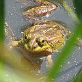 duża żaba #żaba #przyroda #staw #płaz