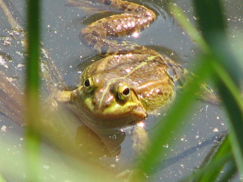 duża żaba #żaba #przyroda #staw #płaz