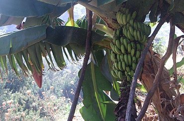 plantacja bananów gdzieś w górach. Takie drzewo rośnie ponoć 3-4 lata #Turcja #wakacje #rośliny #banan