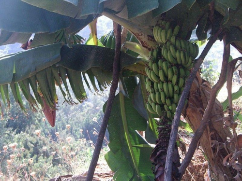 plantacja bananów gdzieś w górach. Takie drzewo rośnie ponoć 3-4 lata #Turcja #wakacje #rośliny #banan