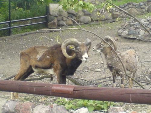 Śliczne kozice;)